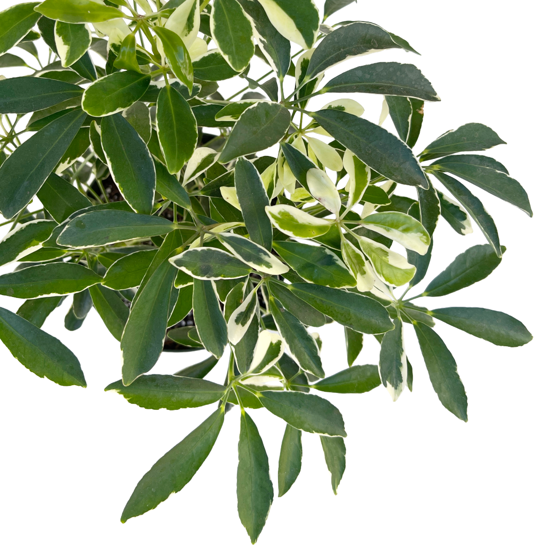 schefflera arboricola scientific name Schefflera arboricola 'Mini Moondrop'