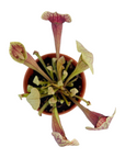 Sarracenia 'Meerkat Mob'