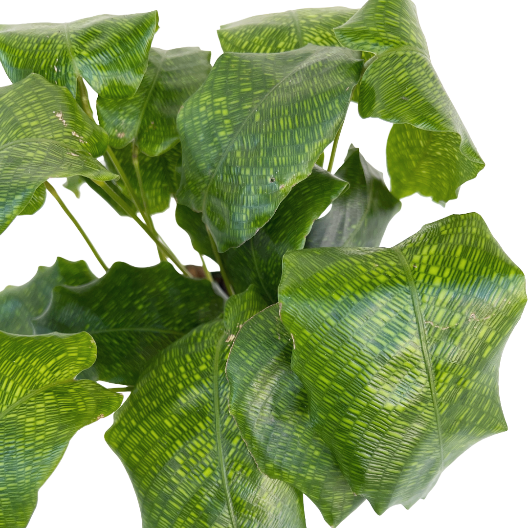 Goeppertia kegeljanii (Network Calathea)