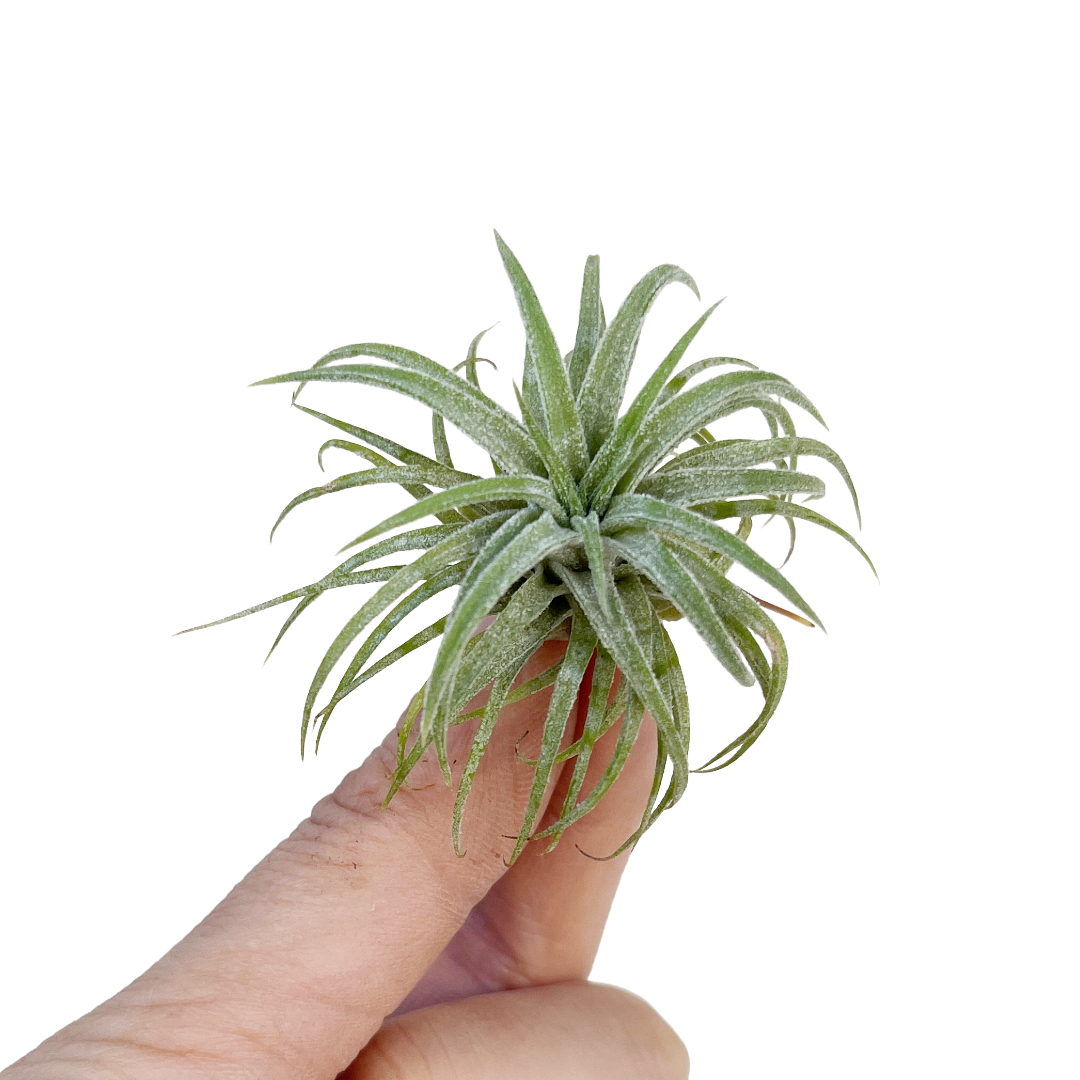 Tillandsia ionantha 'Mexico' – Diameter Plants Tillandsia ionantha 'Mexico' – Diameter Plants