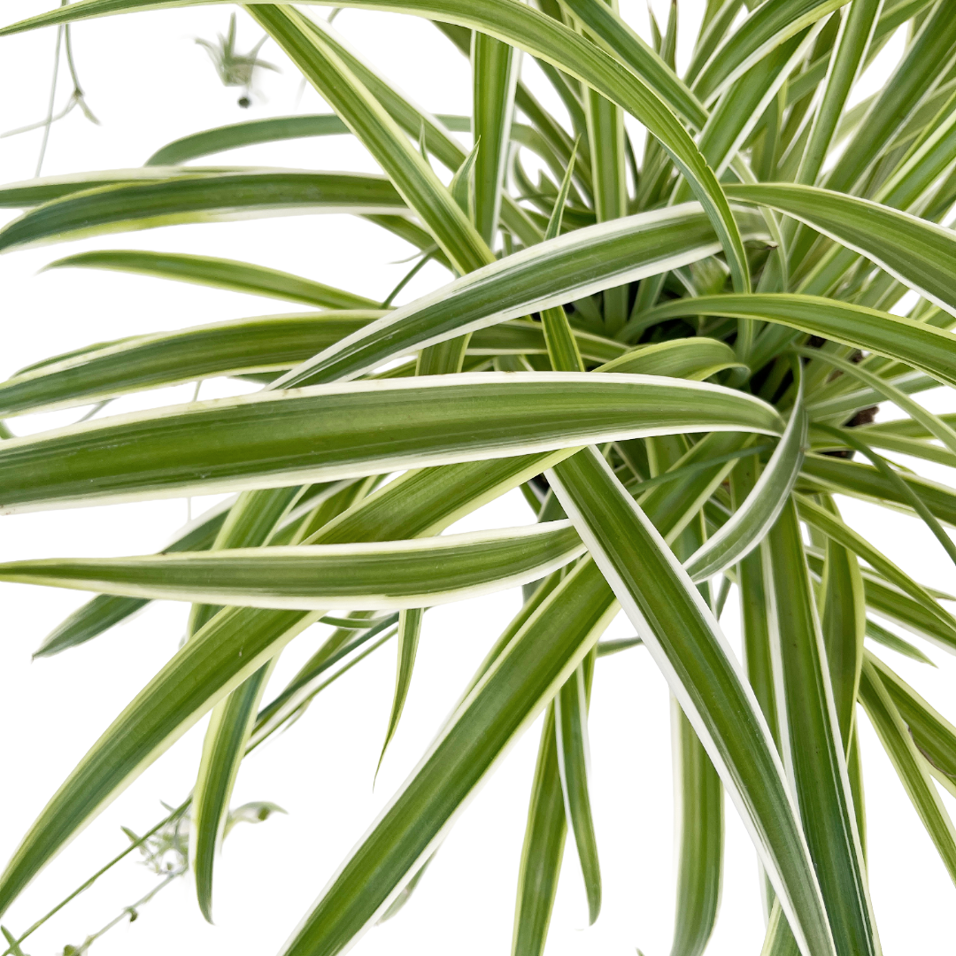 chlorophytum comosum 'variegatum Chlorophytum comosum 'Variegatum' (Spider Plant)