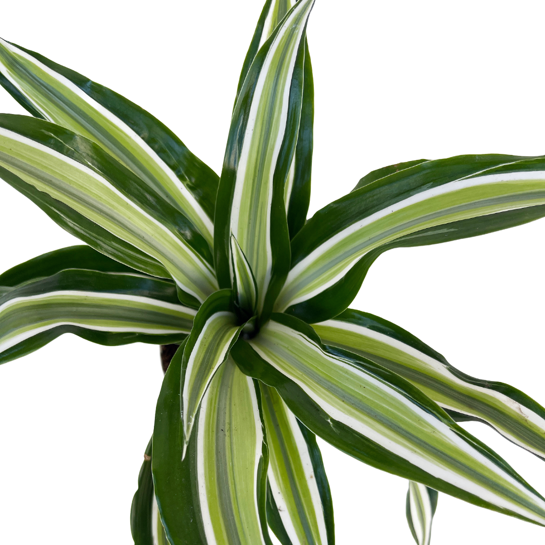 dracaena kanzi Dracaena fragrans 'Kanzi'