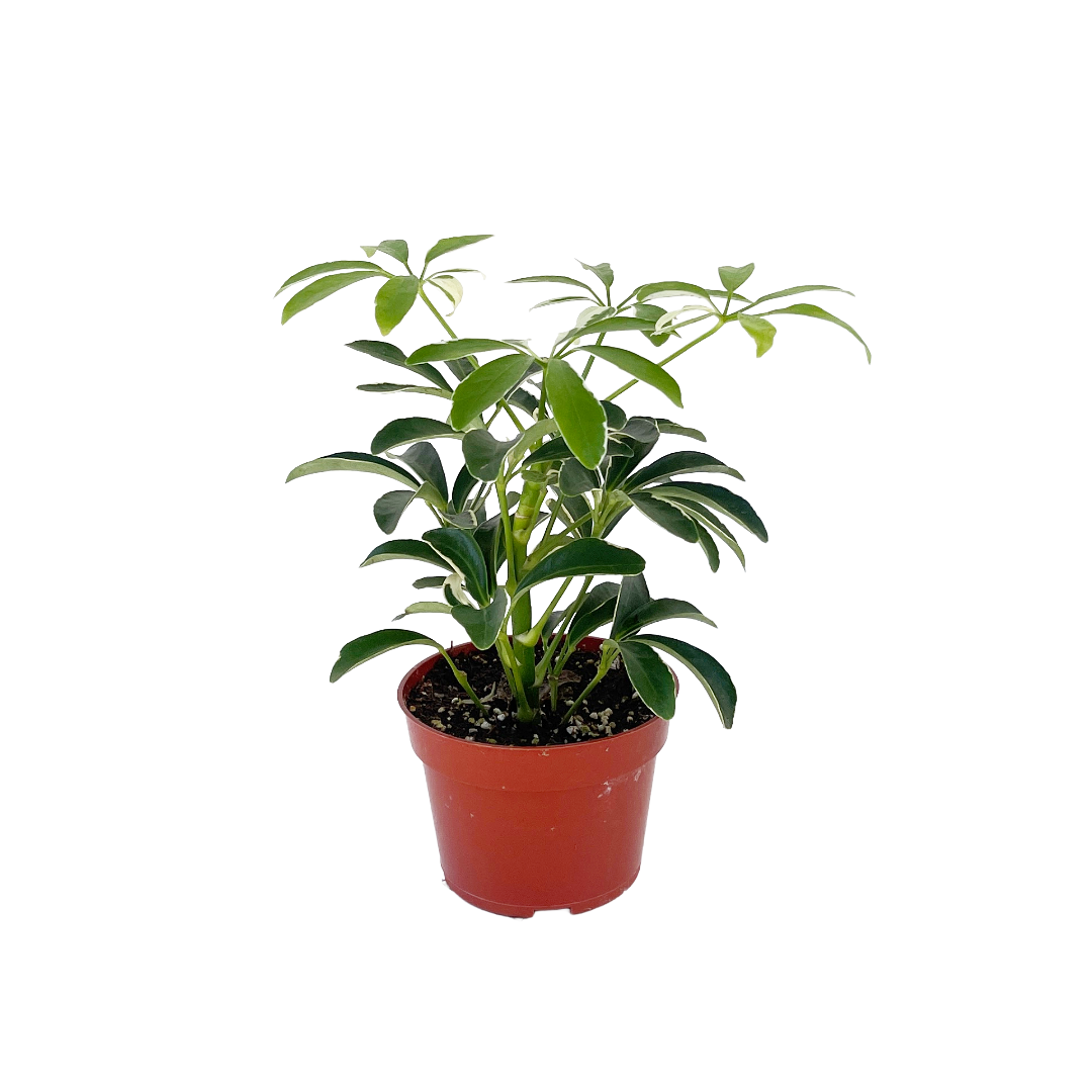 schefflera mini arboricola Schefflera arboricola 'Mini Moondrop'