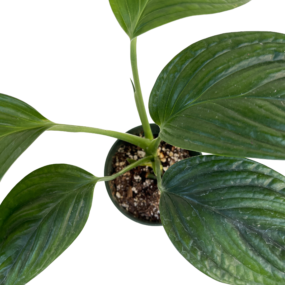 Monstera aureopinnata