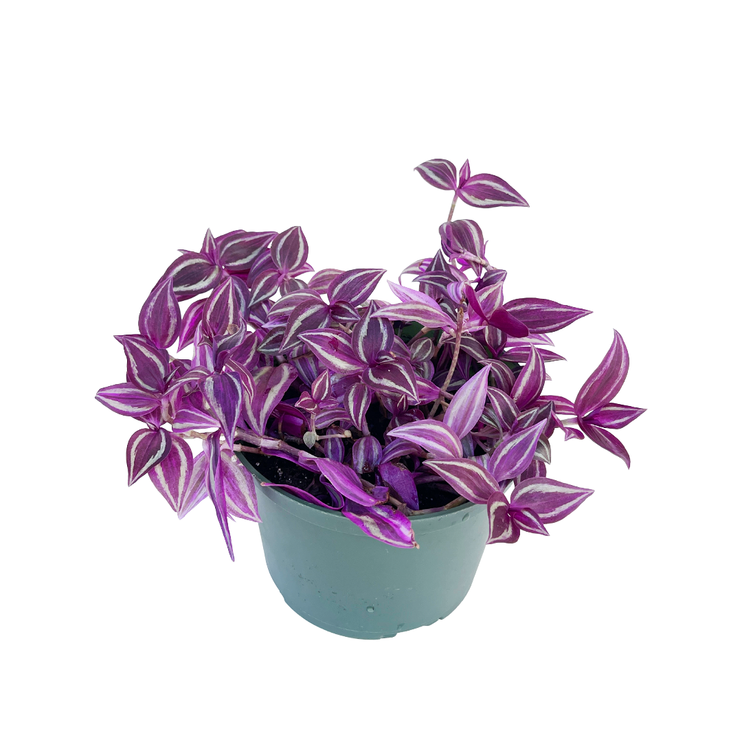 pink tradescantia indoor plant Tradescantia 'Pink Paradise'