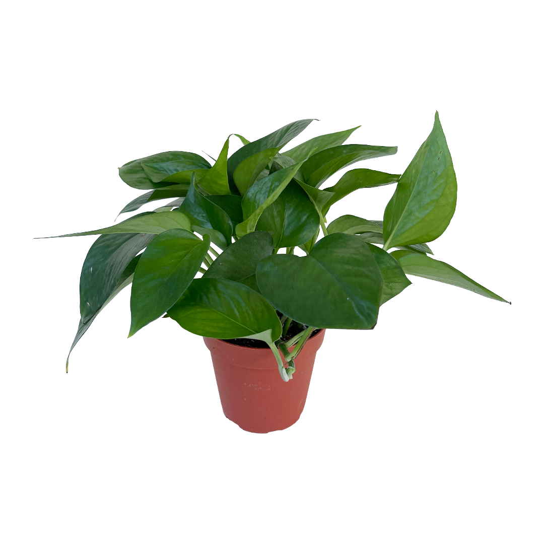 epipremnum jade pothos Epipremnum aureum 'Jade' (Jade Pothos) – Diameter Plants