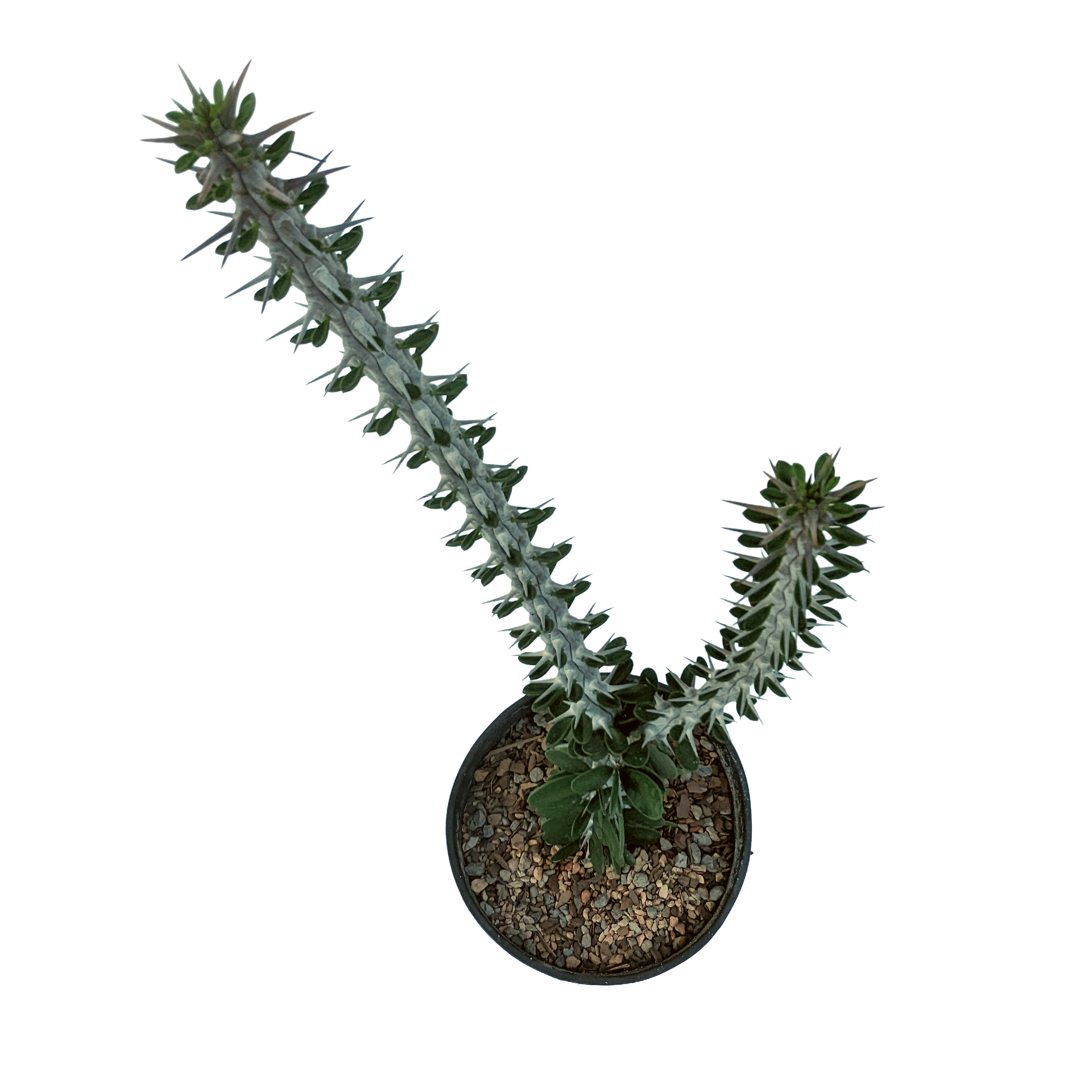 Alluaudia procera (Madagascar Ocotillo) – Diameter Plants