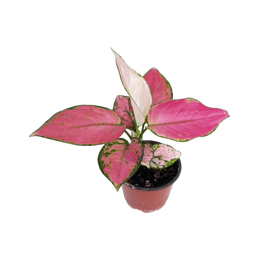 pink katrina aglaonema Aglaonema 'Eastern Red'
