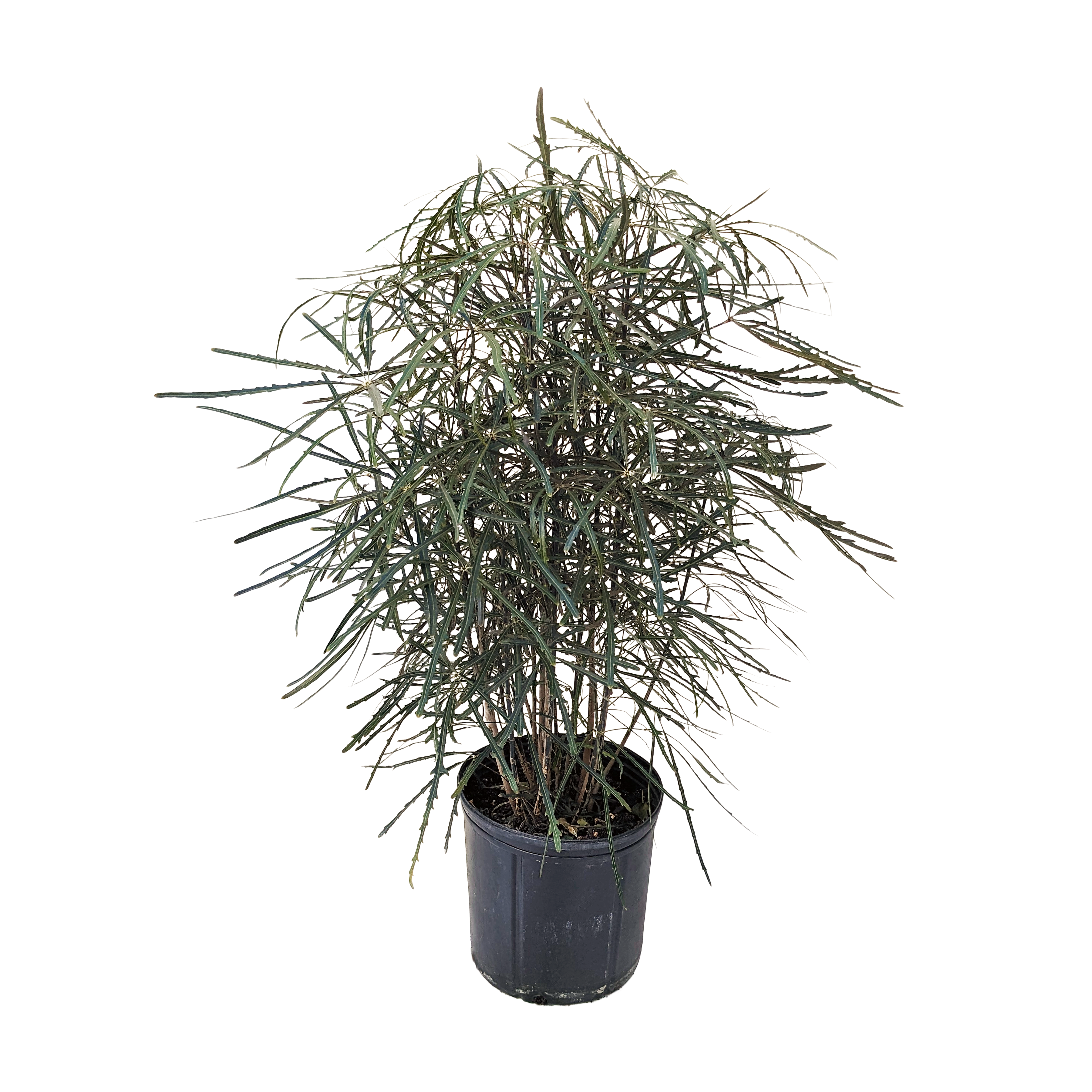 false aralia indoor plant Plerandra elegantissima (False Aralia) – Diameter Plants