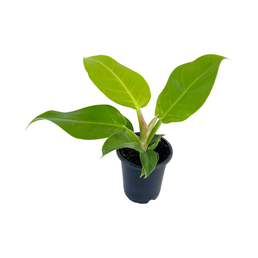 philodendron moonlight light requirements Philodendron 'Moonlight' – Diameter Plants