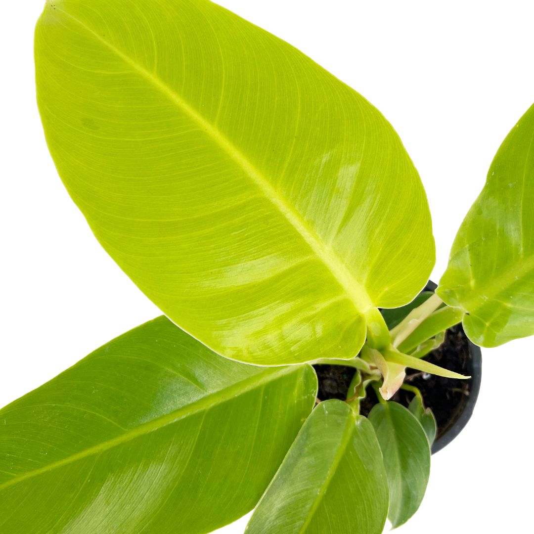 philodendron moonlight light requirements Philodendron 'Moonlight' – Diameter Plants