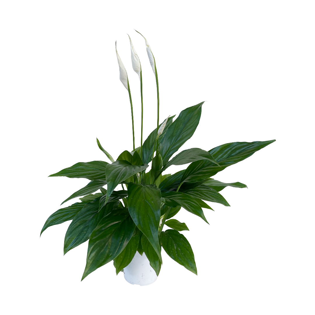 scientific name of peace lily Spathiphyllum wallisii (Peace Lily)