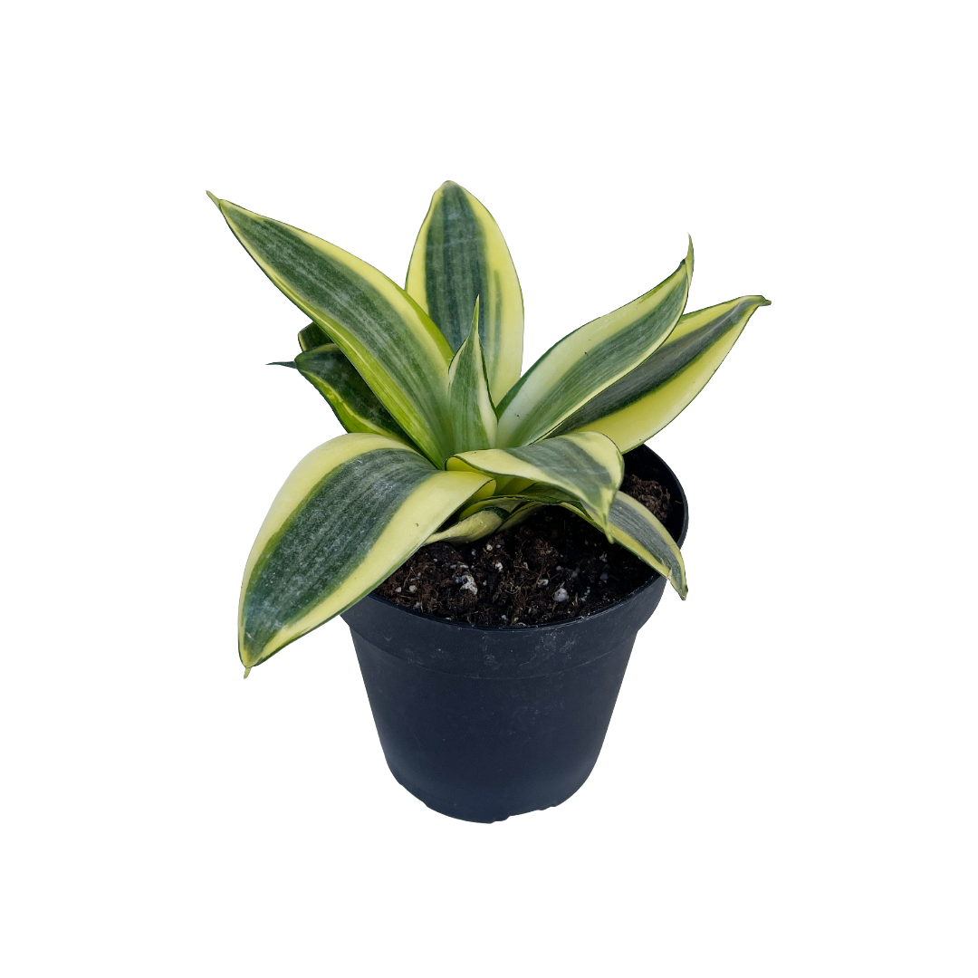 sansevieria trifasciata cv golden hahnii Sansevieria trifasciata 'Golden Hahnii' – Diameter Plants