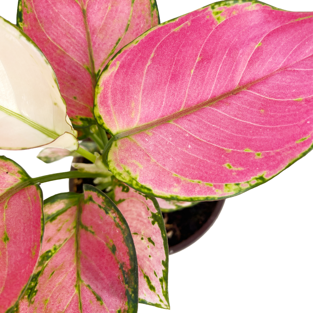 aglaonema eastern red Aglaonema 'Eastern Red'