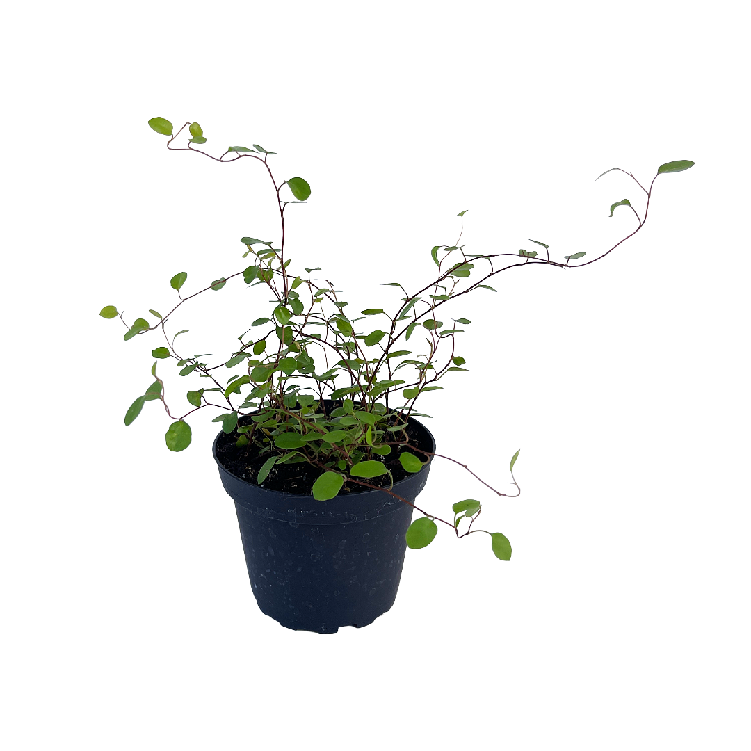 angel vine house plant Muehlenbeckia complexa (Angel Vine)