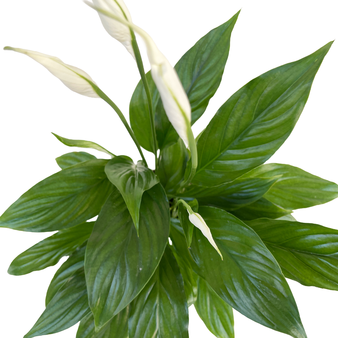 peace lily plant leaves Spathiphyllum wallisii (Peace Lily) – Diameter Plants