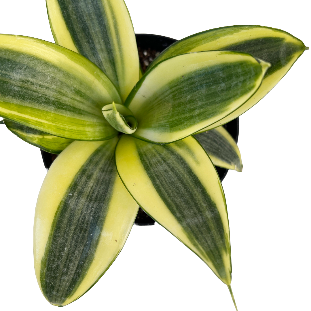 green snake plant vs golden snake plant Sansevieria trifasciata 'Golden Hahnii' – Diameter Plants