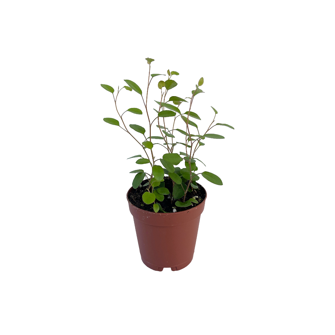 Muehlenbeckia complexa (Angel Vine)  Diameter Plants