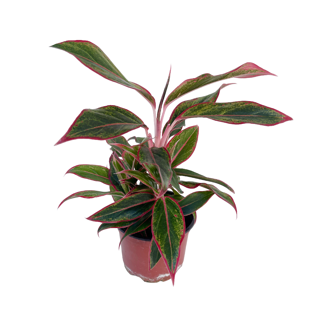 Aglaonema 'Siam Aurora' (Red Siam) – Diameter Plants