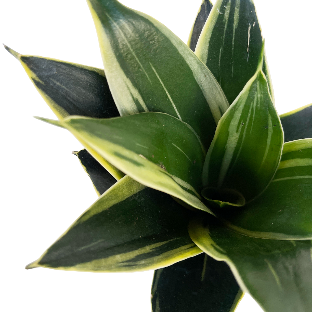 sansevieria black star Sansevieria trifasciata 'Black Star' – Diameter Plants