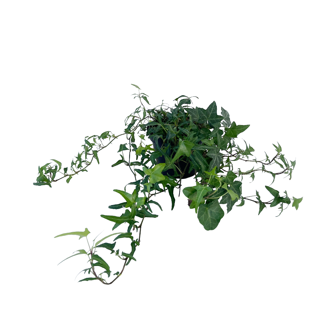 Hedera helix 'Feen Finger'