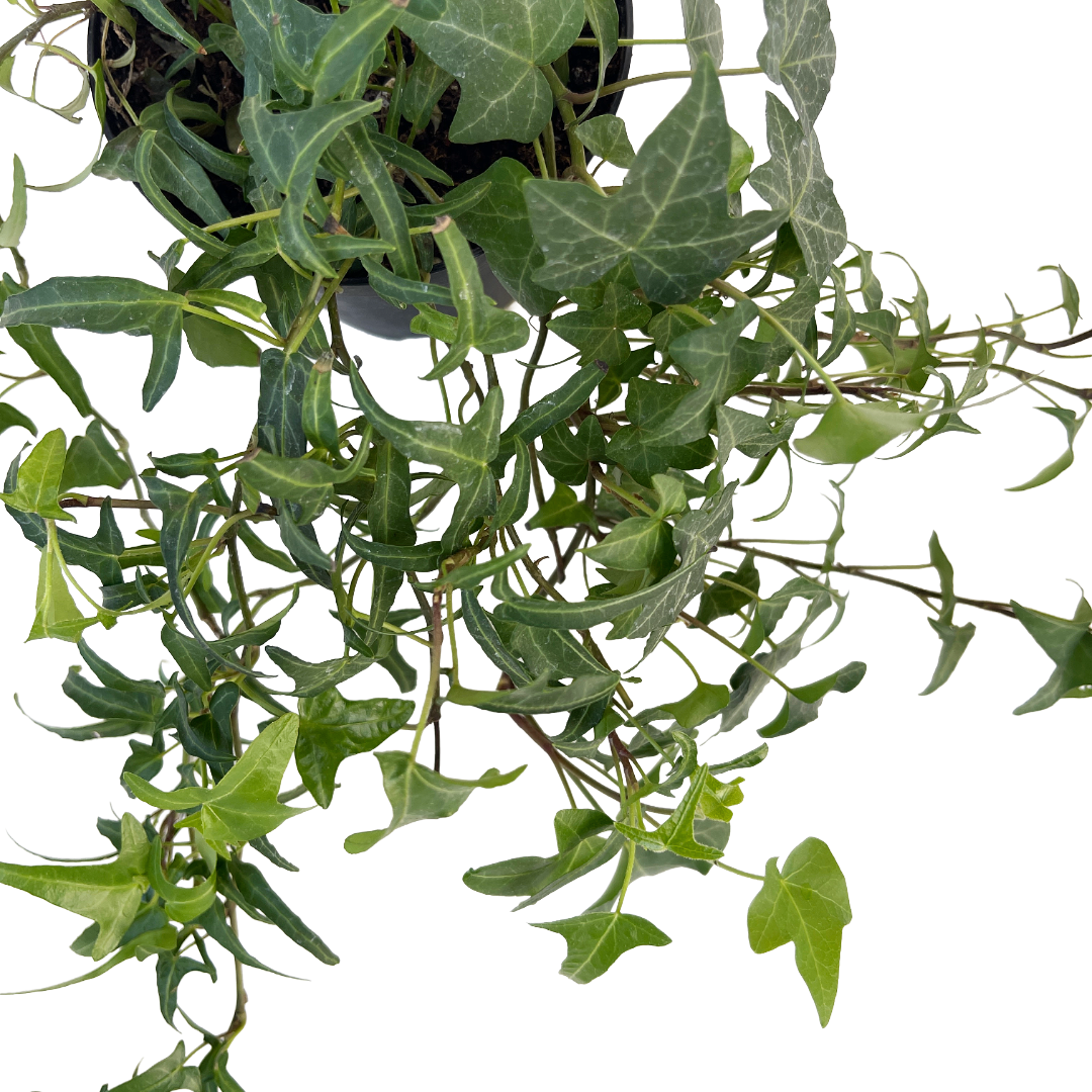 Hedera helix 'Feen Finger'