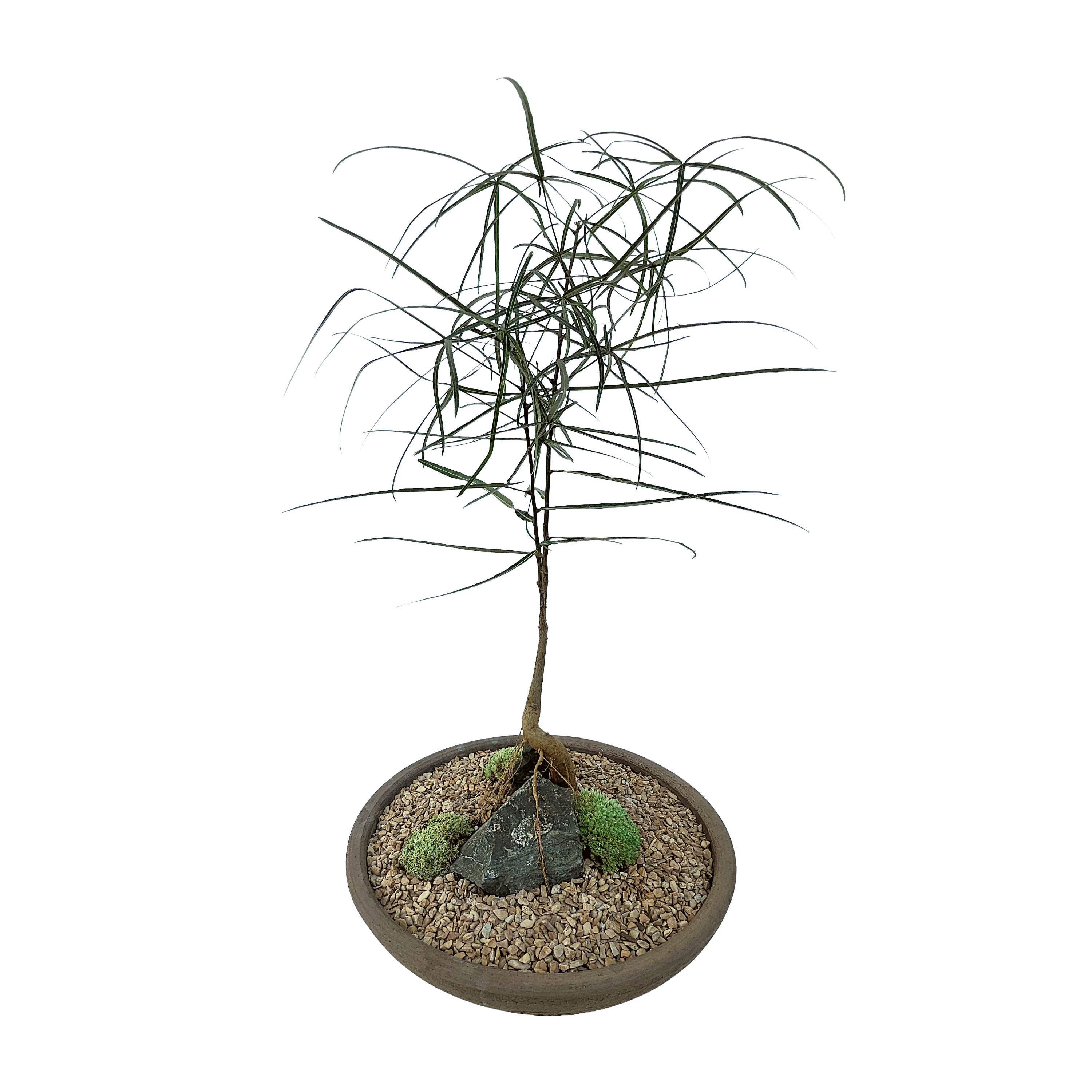queensland bottle tree bonsai Brachychiton rupestris (Queensland Bottle Tree) – Diameter Plants