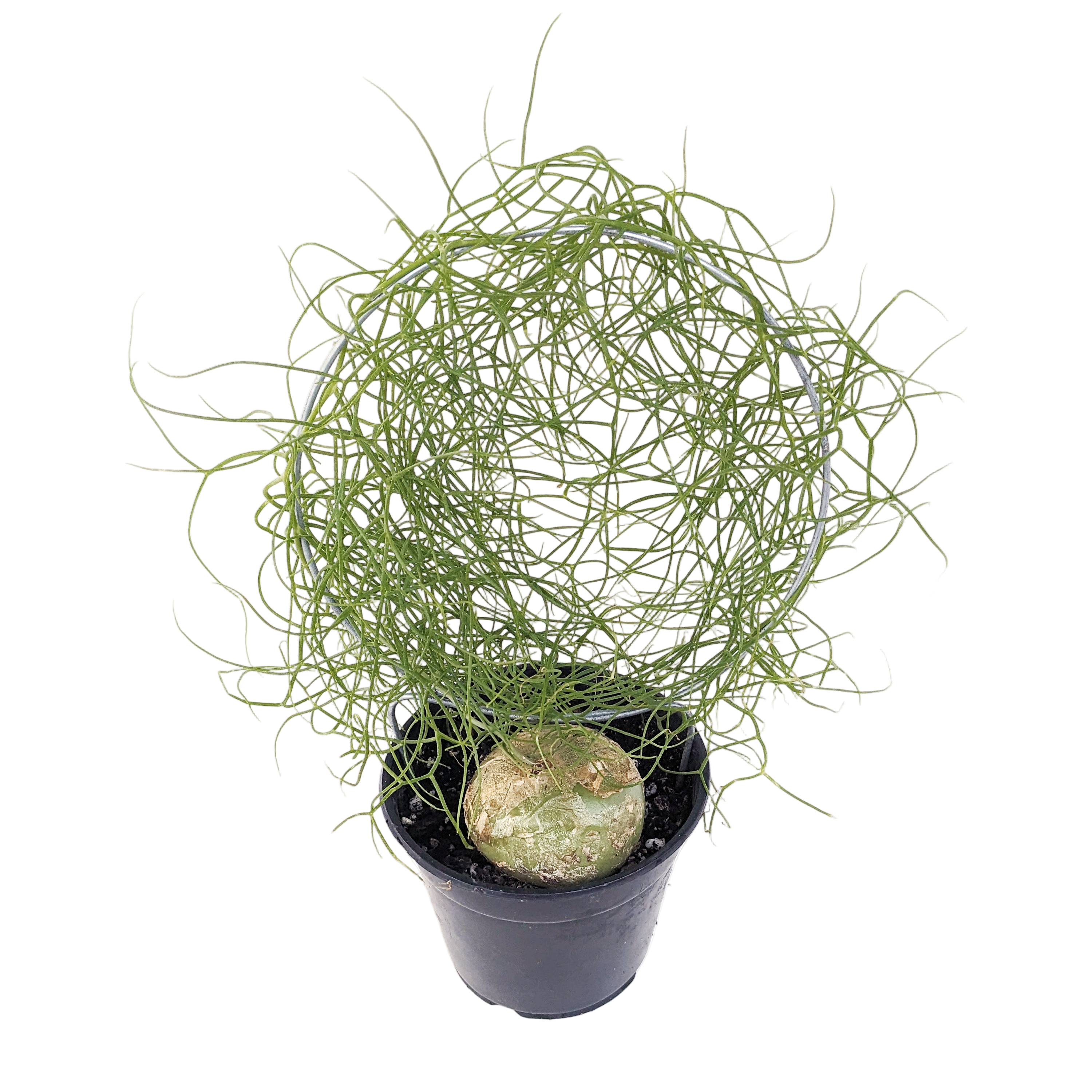 Bowiea volubilis (Climbing Onion)