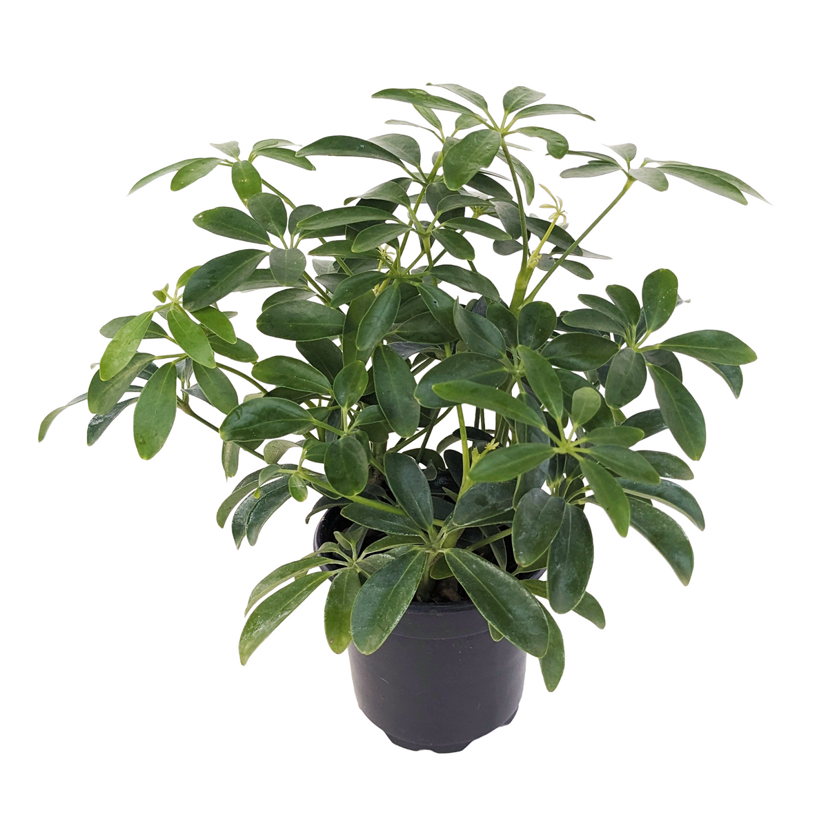 arboricola schefflera dwarf how big does it get Hawaiian Schefflera arboricola Plant - Great Indoors