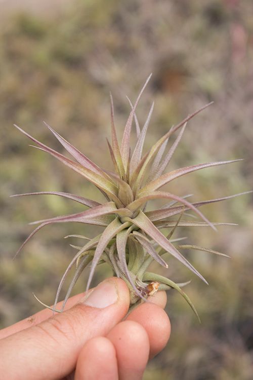 aeranthos air plant Tillandsia aeranthos 'Bronze' – Diameter Plants