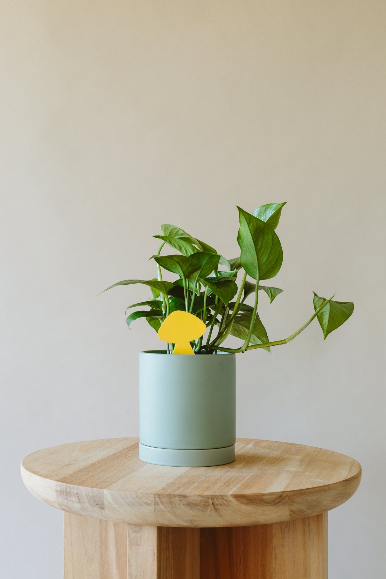 sticky traps for indoor plants Sticky Traps – Diameter Plants