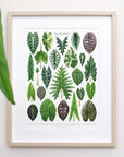 Alocasia Species Print