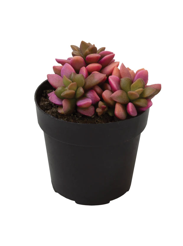 succulent anacampseros Anacampseros telephiastrum 'Variegata' – Diameter Plants