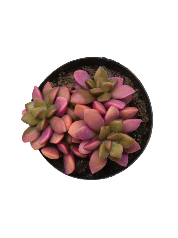 Anacampseros telephiastrum 'Variegata' – Diameter Plants