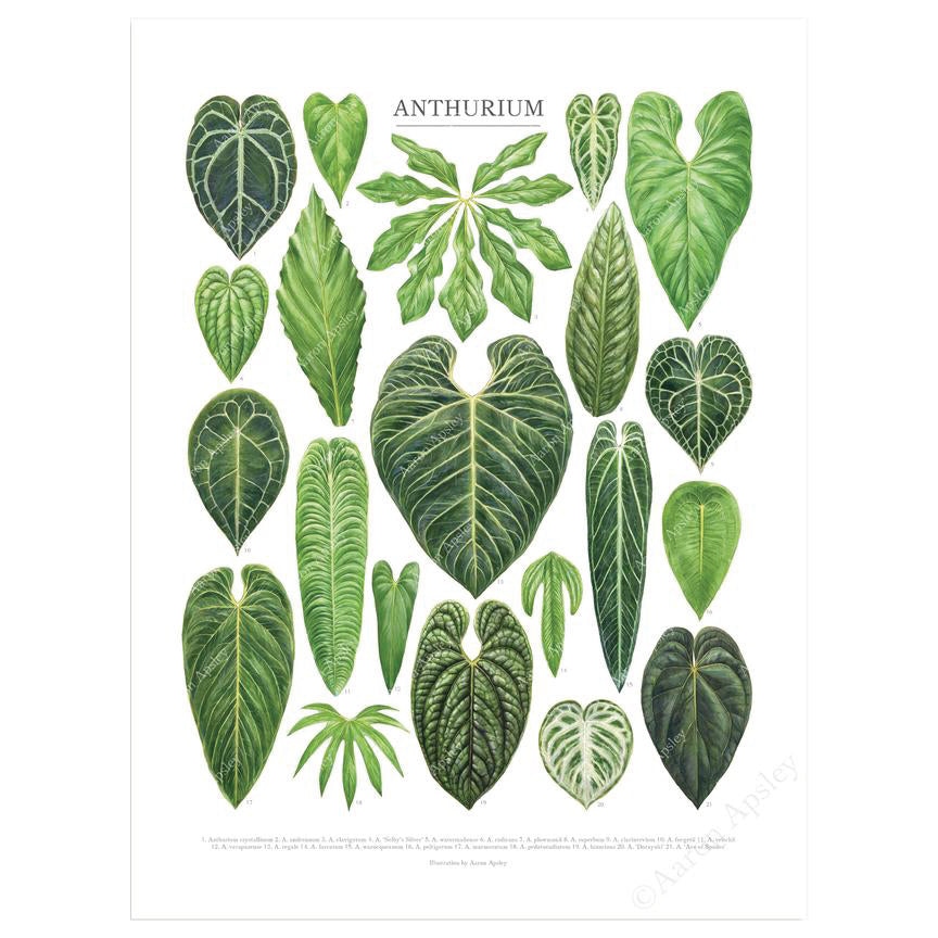 anthurium varieties images Anthurium Species Print