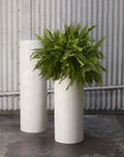 Antigua Planter