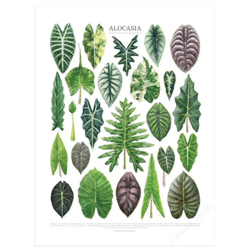 Alocasia Species Print