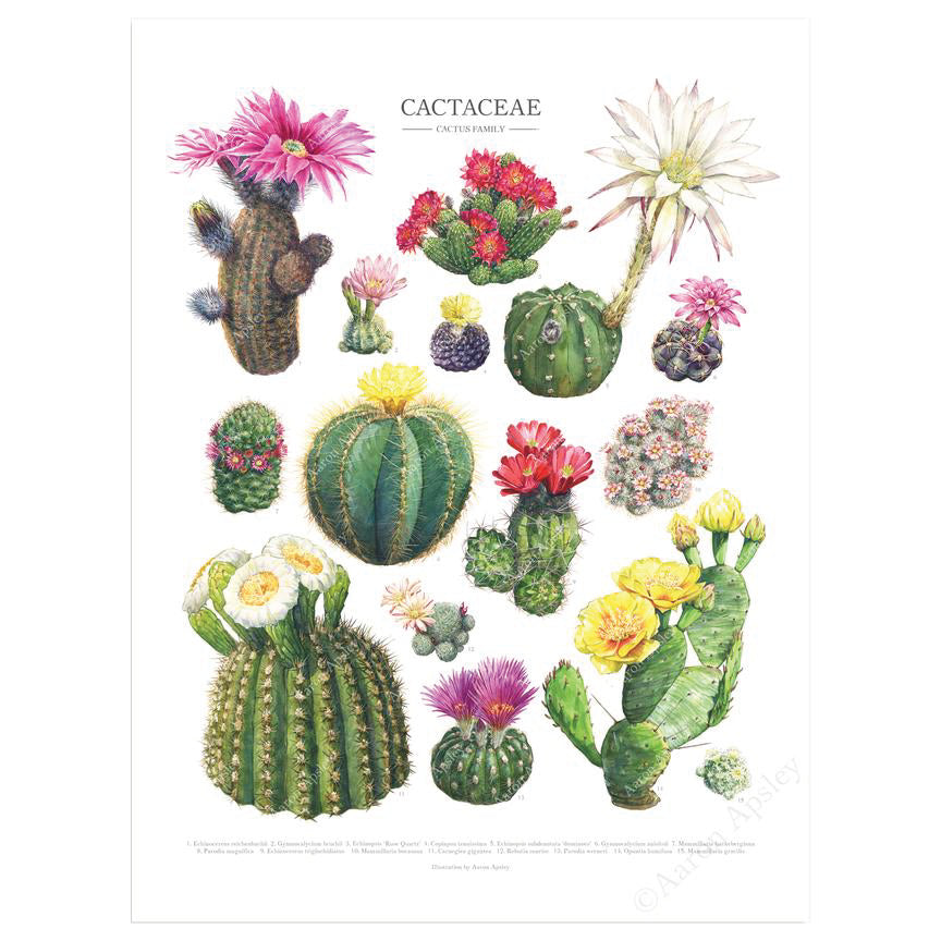 differnt types of cactus Flowering Cactus Species Print
