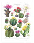 Flowering Cactus Species Print