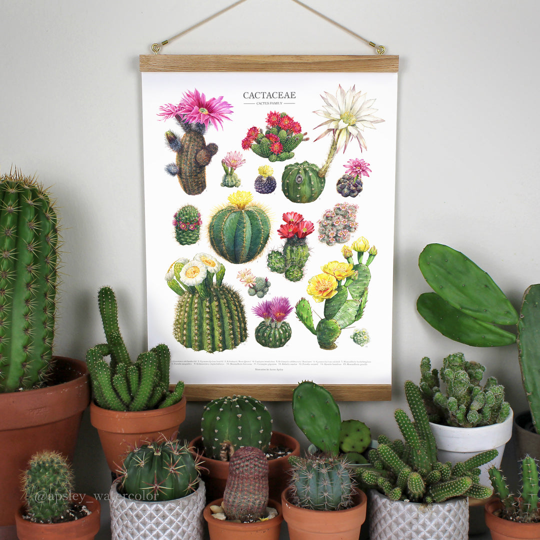types of cactus that bloom Flowering Cactus Species Print – Diameter Plants