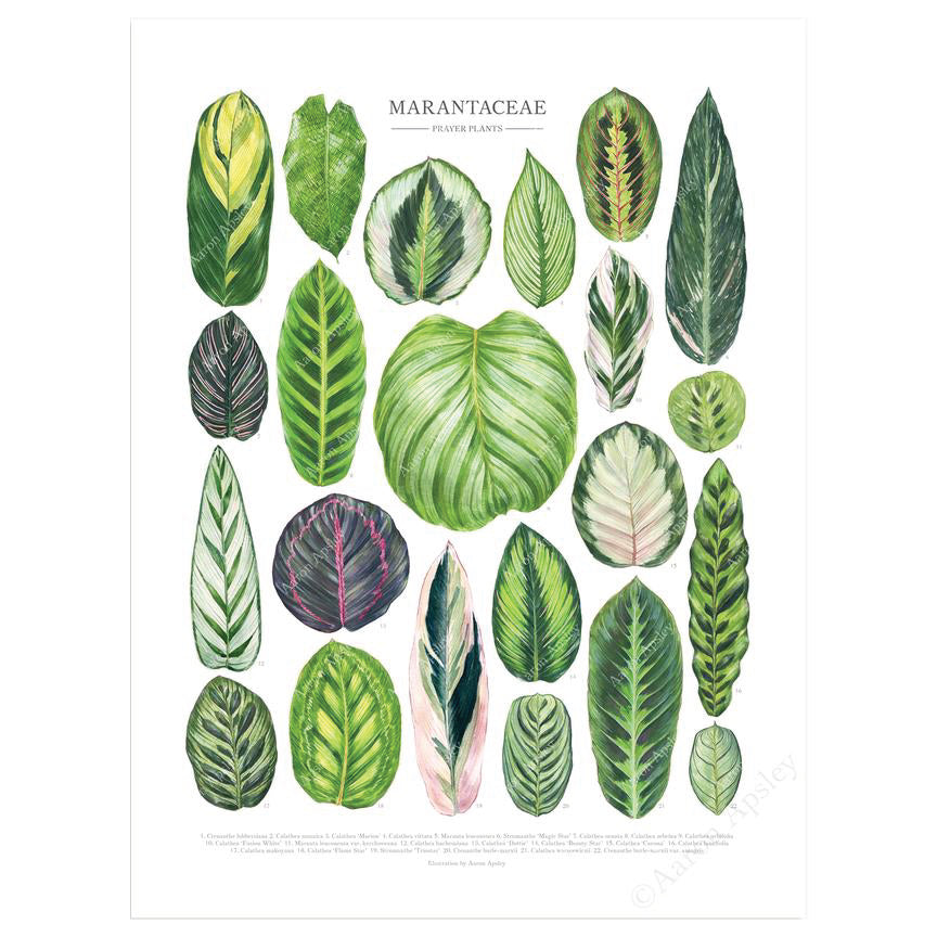 prayer plant species Marantaceae Species Print