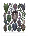 Dark Houseplant Varieties Print