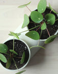 Double Planter