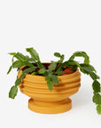Strata Plant Vessel