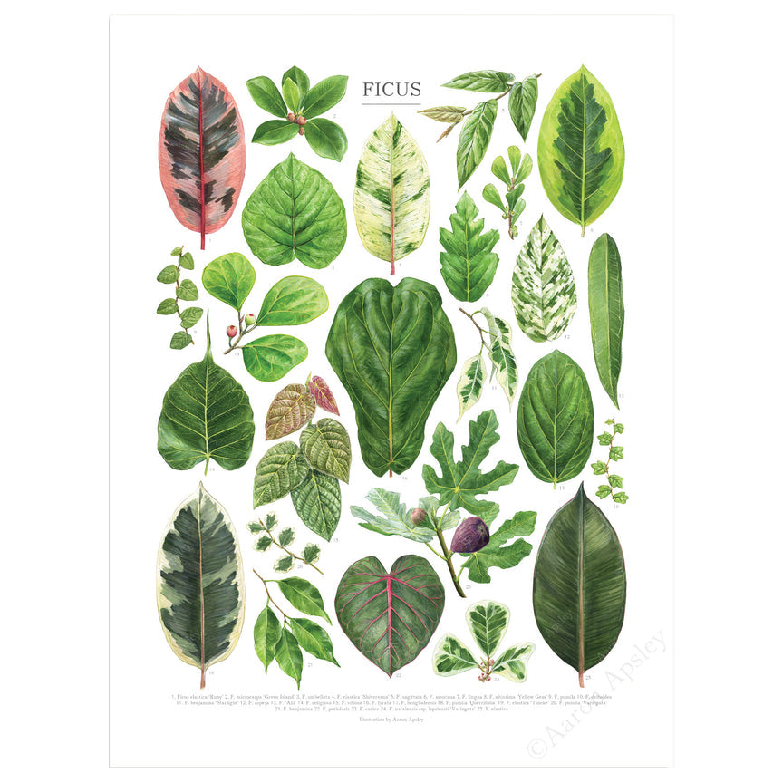 Ficus Species Print