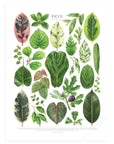 Ficus Species Print