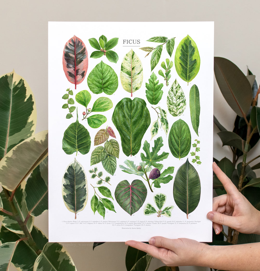 ficus indoor plant types Ficus Species Print – Diameter Plants