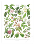 Hoya Species Print