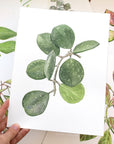 Hoya Species Print