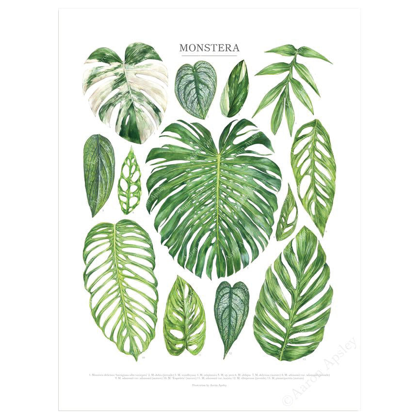 type of monstera plants Monstera Species Print
